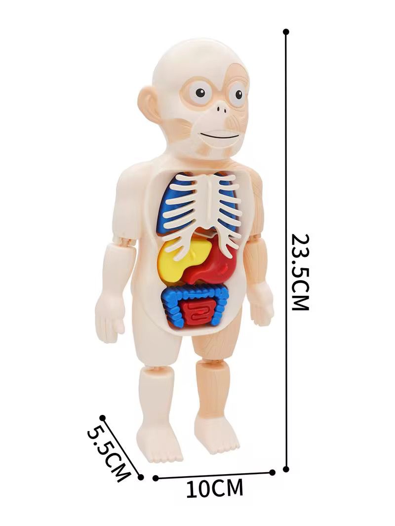 Juguete Cientifico Cuerpo Humano Armable Anatomia