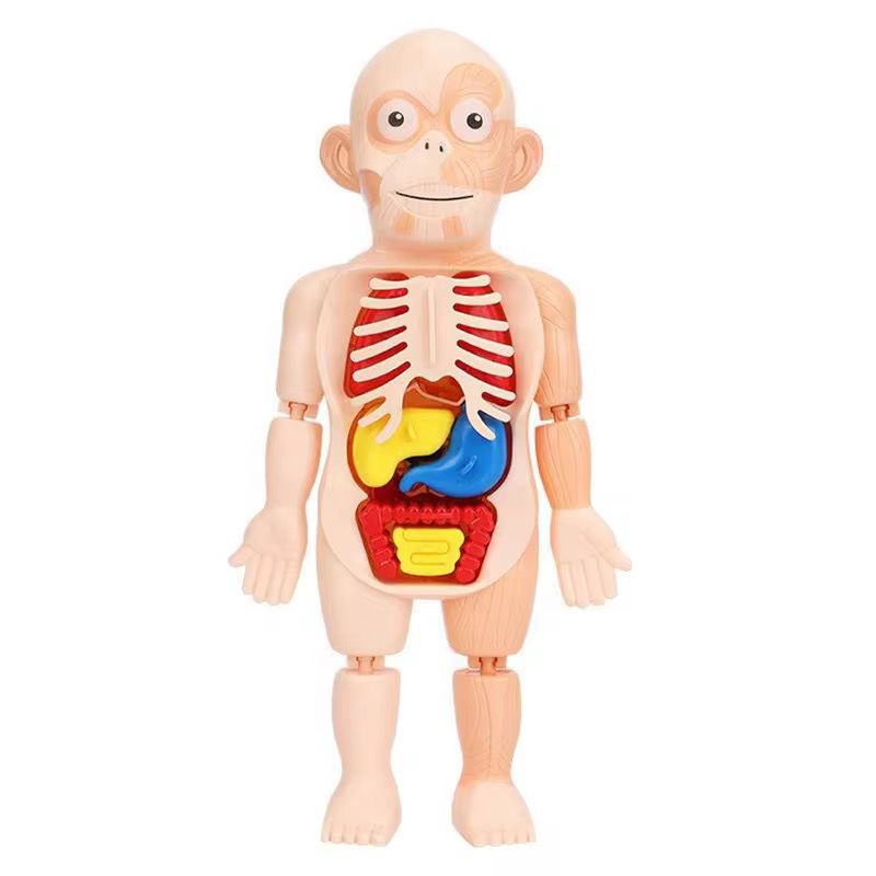 Juguete Cientifico Cuerpo Humano Armable Anatomia