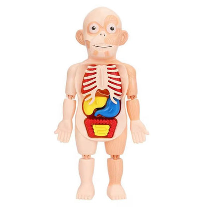 Juguete Cientifico Cuerpo Humano Armable Anatomia