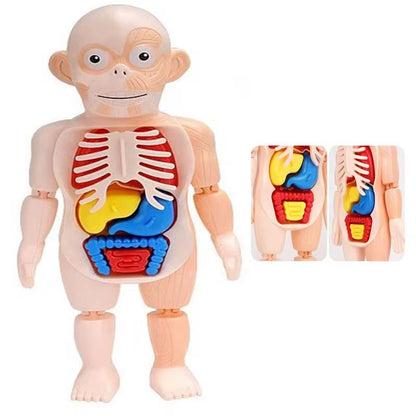 Juguete Cientifico Cuerpo Humano Armable Anatomia