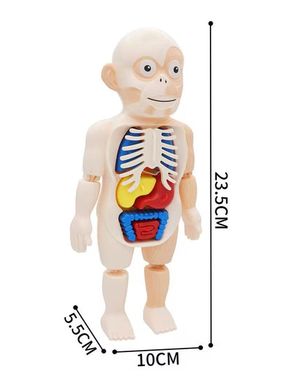 Juguete Cientifico Cuerpo Humano Armable Anatomia